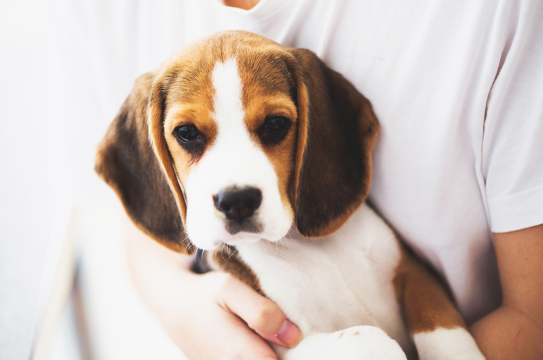 Volunteer to Foster