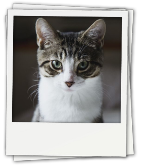 Search for Cats