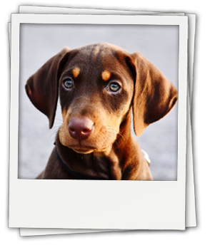 Search for Dogs