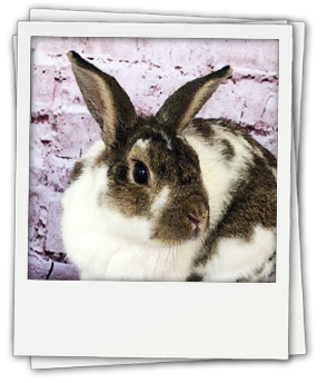 Search for Rabbits