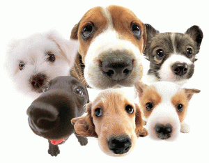 Dogs
