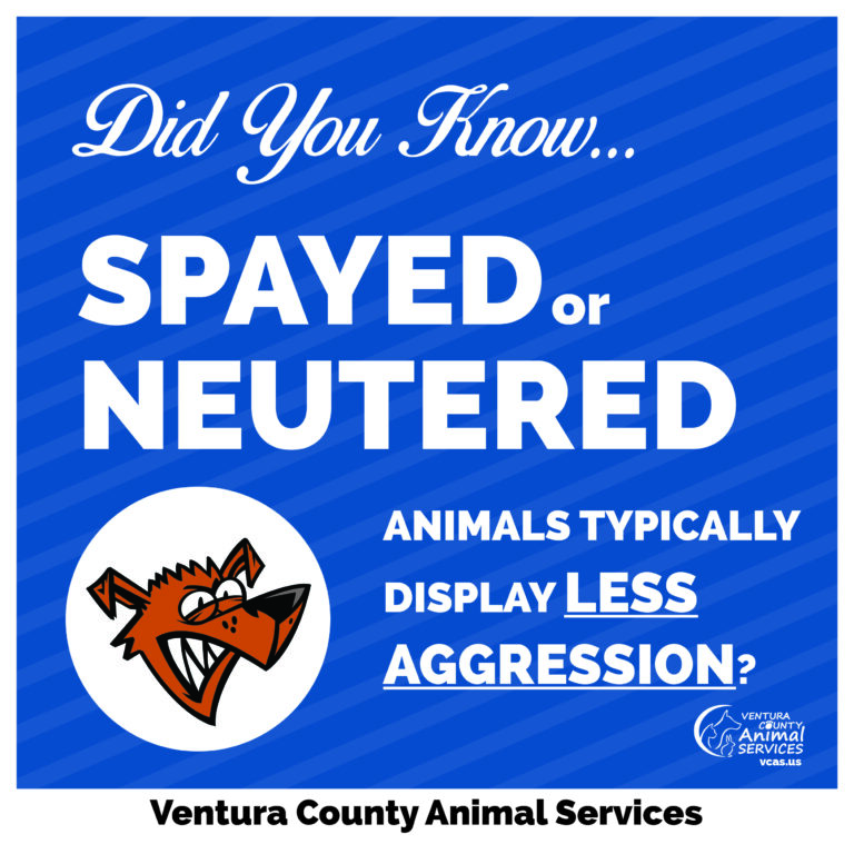Spayed or Neutered Animals Typically Display Less Aggression