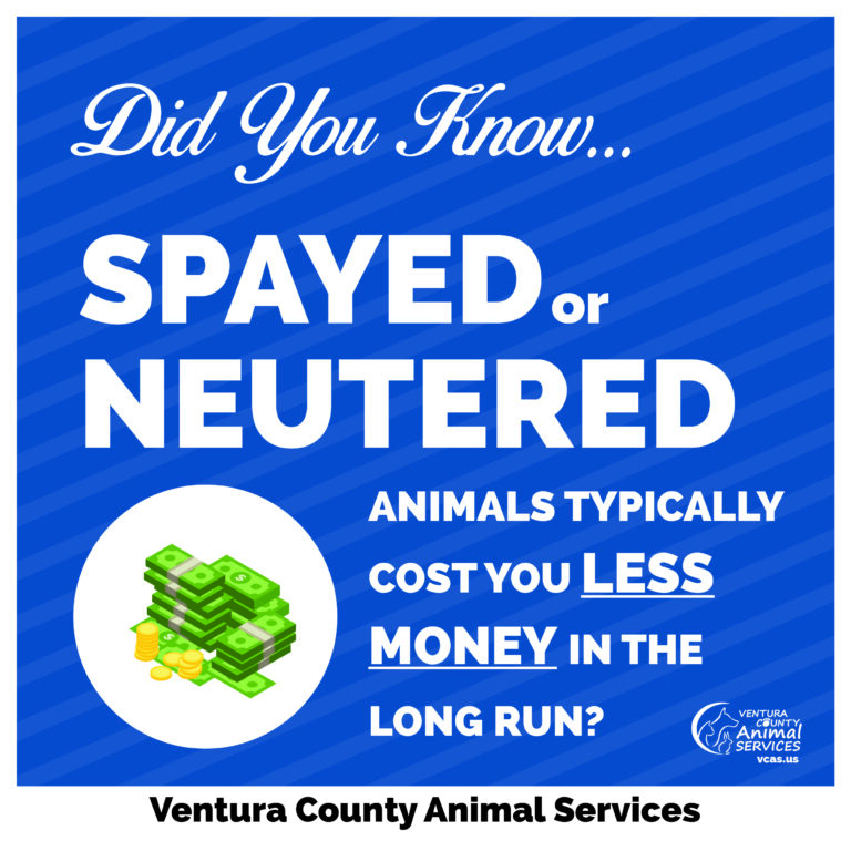 Spayed or Neutered Animals Typically Cost You Less Money in the Long Run