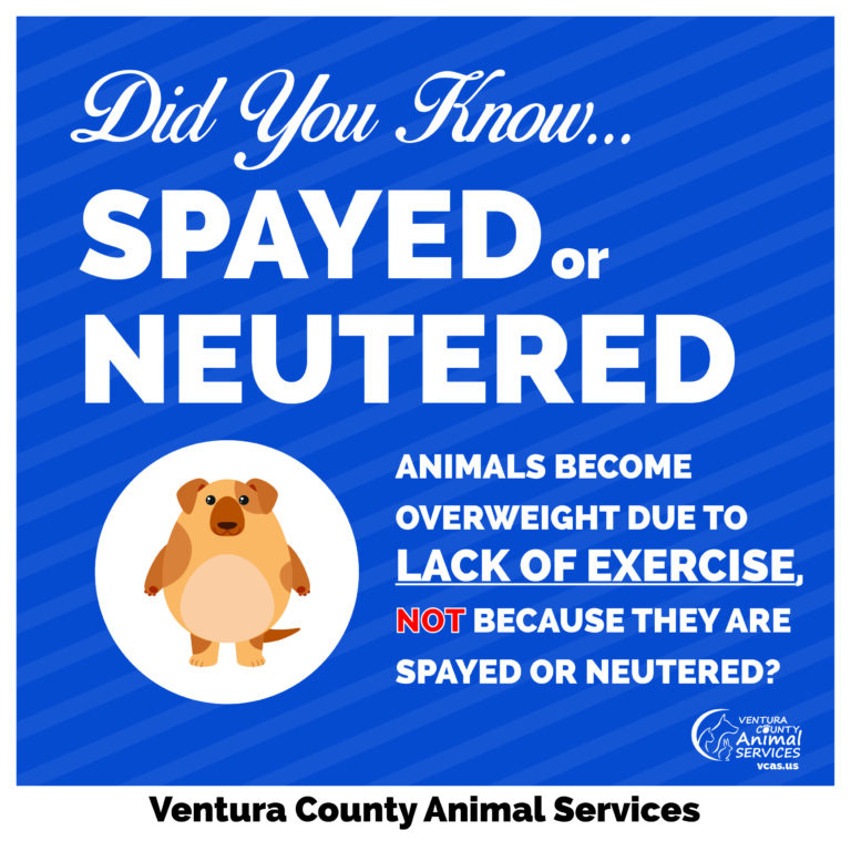 Spayed or Neutered Animals Become Overweight Do To Lack of Exercise Not Because They Are Spayed or Neutered