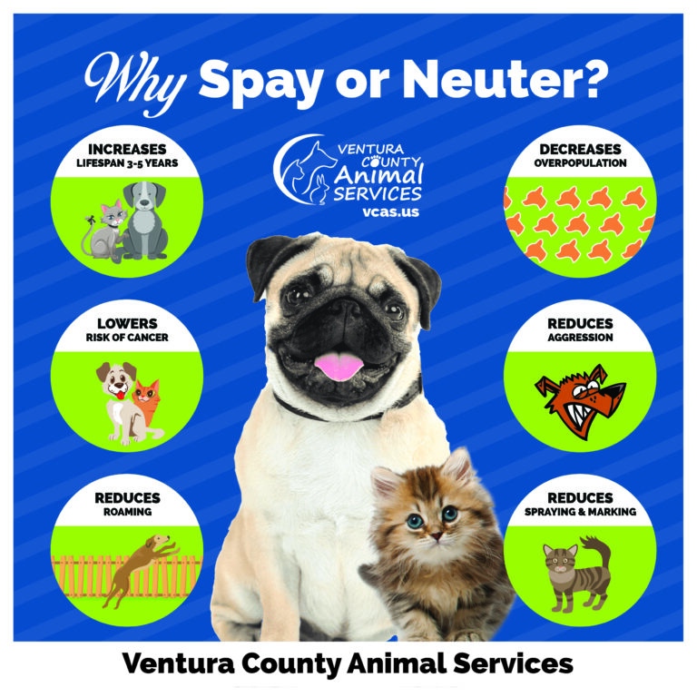 Why Spay or Neuter