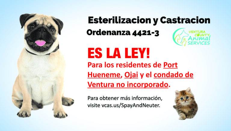 Esterilizacion y Castracion TV Format
