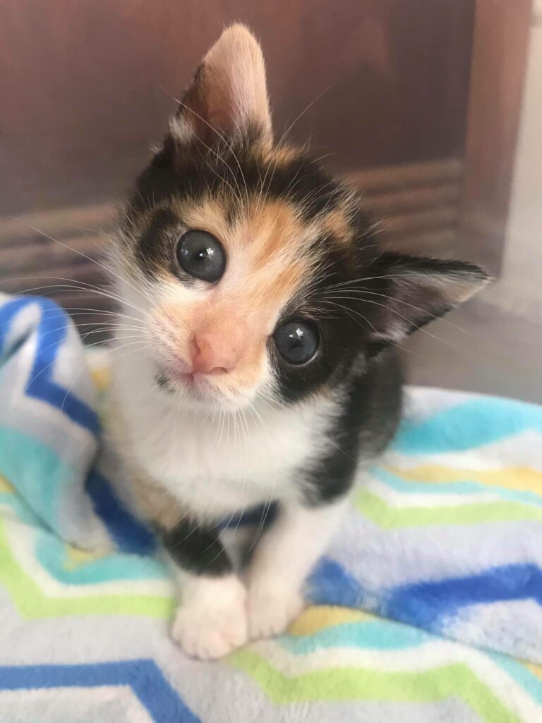 Foster Kitten